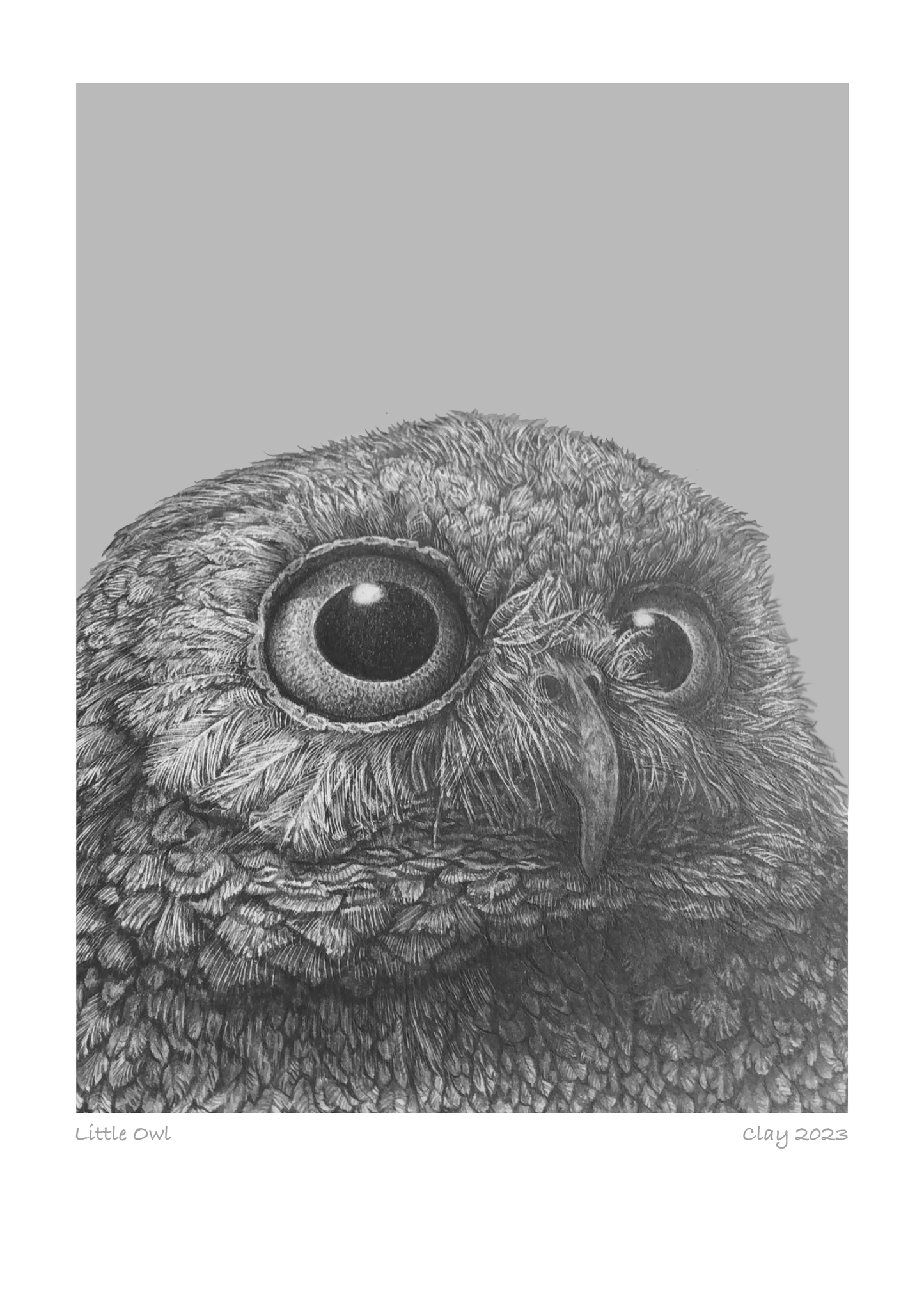 Little Owl Portrait Pencil Illustration Print (A4 Size) - Museum-Quality Matte Paper Poster A4 21x29.7 cm / 8x12″